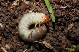 grubs in the spring no big thing