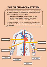 Work in groups of 3 and do the stations in any order. Pdf Online Worksheet Circulatory System