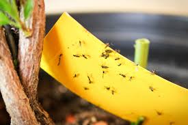 how to get rid of bugs on indoor plants