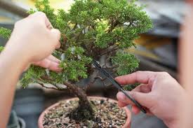 Bonsai For Beginners A Guide To