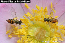 Maybe you would like to learn more about one of these? Flower Flies A Landscape Twofer Bygl