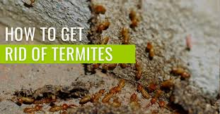 how to get rid of termites pest resources