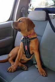 How Safe Is Your Dog In The Car