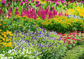 Discover Perennials For A Lasting Bloom