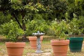 Growing Fruit Trees In Pots Star Of