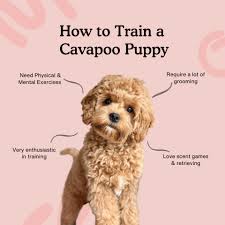 how to train a cavapoo puppy the