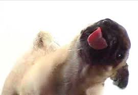 licking dog screen clean