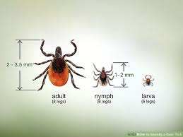 How To Identify A Deer Tick 6 Steps With Pictures Wikihow