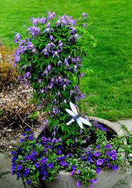 We have made some updates to shipping locations including northern ireland. Clematis Alpina Garden Fundamentals