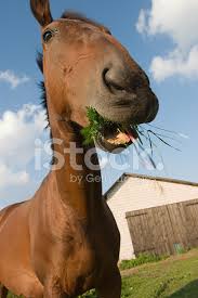 Published on february 29, 2016, under funny. Funny Horse Stock Photos Freeimages Com