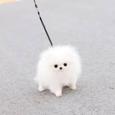 teacup pomeranian puppies dogs for