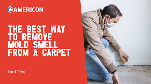 remove mold smell from a carpet