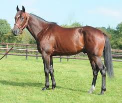 BRILLANTISSIME | francetrottingusa