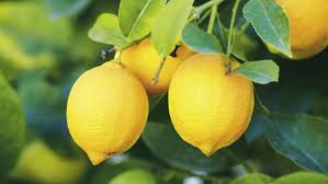 Growing Citrus Tates Of Sussex