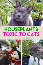 5 Common Houseplants Toxic To Cats