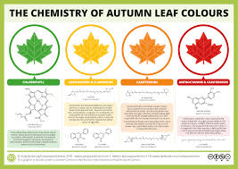 The Chemicals Behind The Colours Of Autumn Leaves Compound