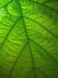 green leaf wallpaper iphone android