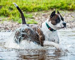 The most common american pitbull terrier material is ceramic. American Staffordshire Terrier Temperament Weight Facts Britannica