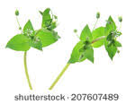 dict.cc dictionary :: common starwort [Callitriche stagnalis syn ...