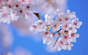 cherry beauty emotions flowers