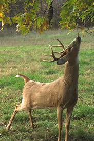Buck, in zoology, the male of several animals, among them deer (except the sika and red deer, males of which are called stags), antelopes, goats the names of many antelopes contain the term buck Turn The Clock On Big Bucks Animal Hunting Deer Hunting Gear Whitetail Deer