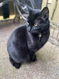*free* shipping on qualifying offers. My Cat Potter Black Hair Green Eyes And A Lightning Bolt Shaped Tail Although He S Definitely A Slytherin Harrypotter