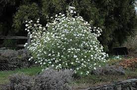 Unlike herbaceous plants, shrubs have persistent woody stems above the ground. 25 Bushes With White Flowers White Flowering Shrubs