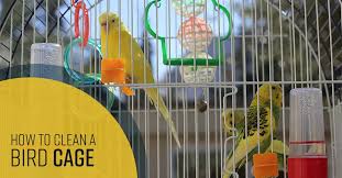 how to clean a bird cage simple green
