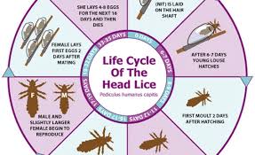 life cycle of the head lice nit wits