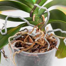 4 qt organic orchid potting mix