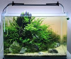 aquariums with or without cover