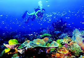 Image result for pangkor island diving