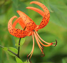 tiger lily flowers how to grow tiger