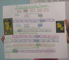 Primrose Monkey Flower Classification Chart Challenges