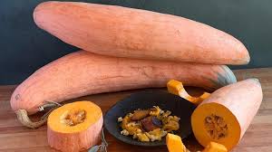 candy roaster squash gets sweeter as it