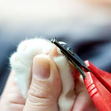 how to trim your cat s nails pro tips