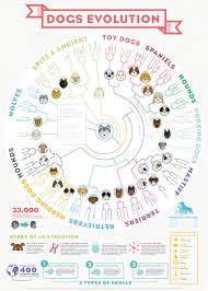 Infographic The Evolution Of Dogs Dog Grooming