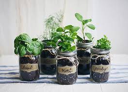 Marvelous Mason Jar Herb Gardens The