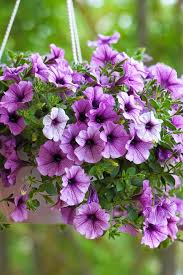 How to plant hanging basket plants. 20 Best Hanging Plants Easy Plants For Hanging Baskets