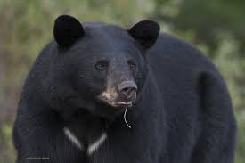 Black Bear Ecology Wise About Bears