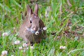 how to deter rabbits with plants and