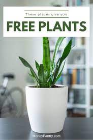 Free Plants For Your Garden
