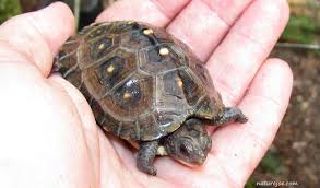 Although box turtles are superficially similar to tortoises in terrestrial habits and overall appearance, they are actually members of the american pond turtle family (emydidae). Eastern Box Turtle Care Sheet Reptiles Magazine
