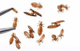 6 diffe types of lice plus tips to