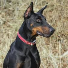 Learn About The Doberman Pinscher Dog Breed From A Trusted