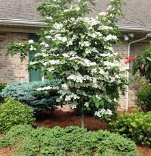 9 trees for small yards best small