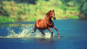 Running Horse In Water 4k Wallpaper
