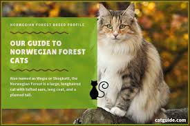 From the forests of norway, norwegians are thought to be ancestors of the maine coon cat. Norwegian Forest Cat Breed Profile And Pictures Our 2019 Guide