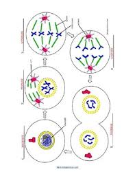 Biology coloring book pdf biology coloring book the biology coloring book graffiti coloring book: Mitosis Coloring Key By Biologycorner Teachers Pay Teachers