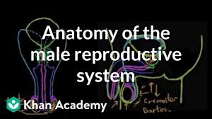 Diagram of major female reproductive organs. Anatomy Of The Male Reproductive System Video Khan Academy